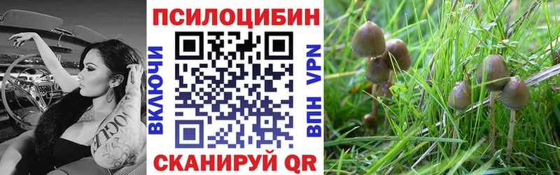 где найти наркотики  Губкин  Галлюциногенные грибы Psilocybine cubensis 