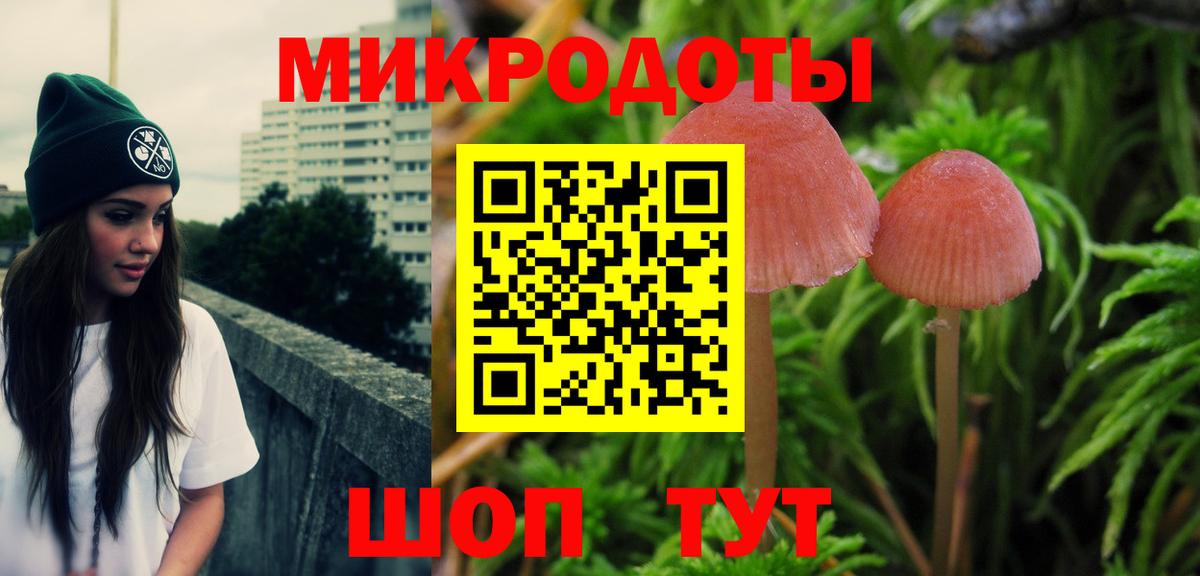 Псилоцибиновые грибы Psilocybe Губкин